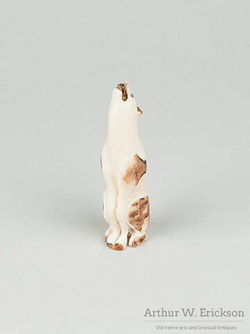 Howling Fox, Wolf,  or Dog Walrus Ivory Carving